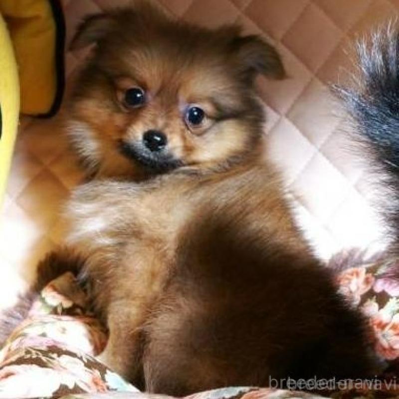 販売中の大阪府のポメラニアン-427000の2枚目