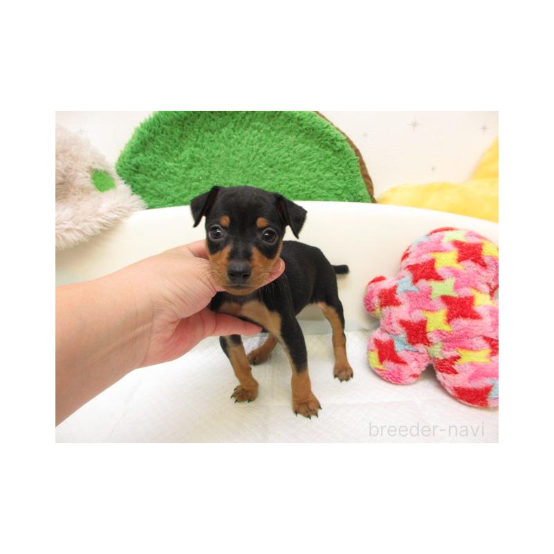 販売中の大阪府のミニチュアピンシャー(ミニピン)-426999の2枚目