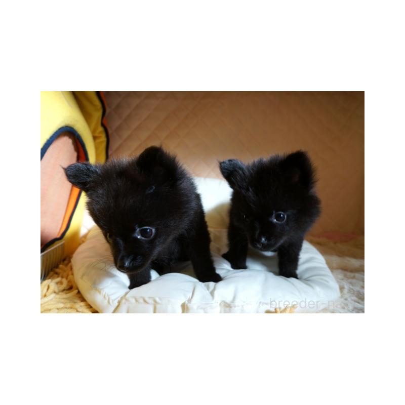 販売中の大阪府のポメラニアン-427001の5枚目