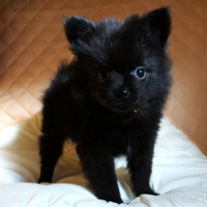 販売中の大阪府のポメラニアン-427001の4枚目