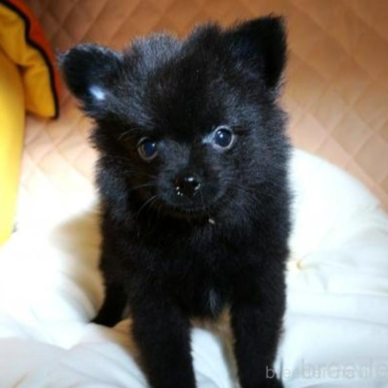 販売中の大阪府のポメラニアン-427001