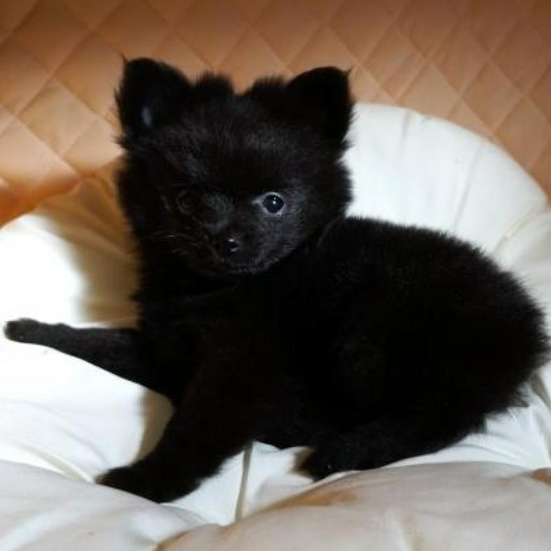 販売中の大阪府のポメラニアン-427001の3枚目