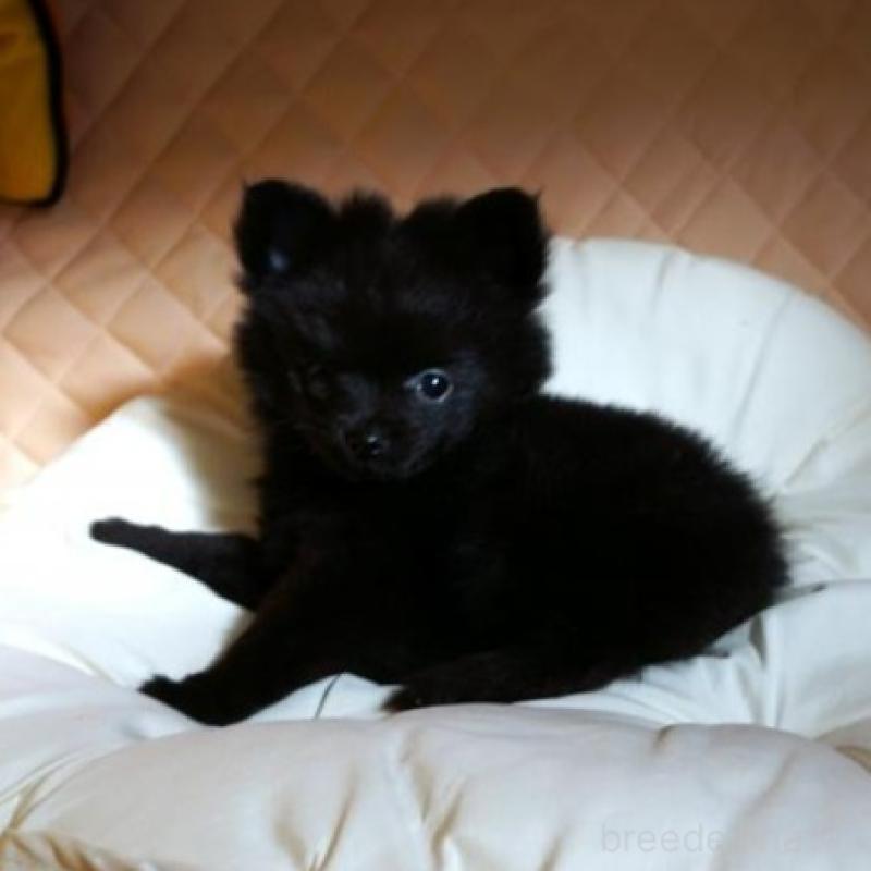 販売中の大阪府のポメラニアン-427001の2枚目