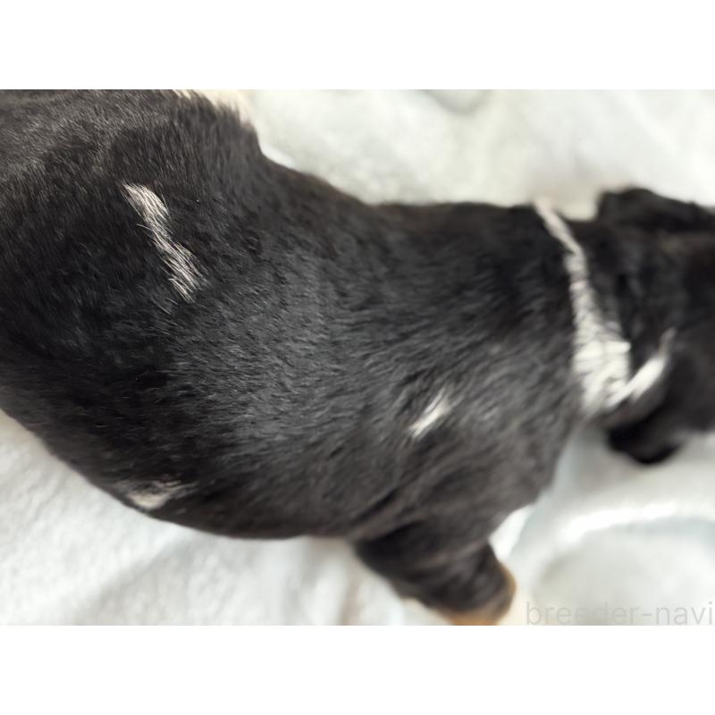 販売中の熊本県のバーニードゥードル:バーニーズ×スタンダードプードル-426872の7枚目