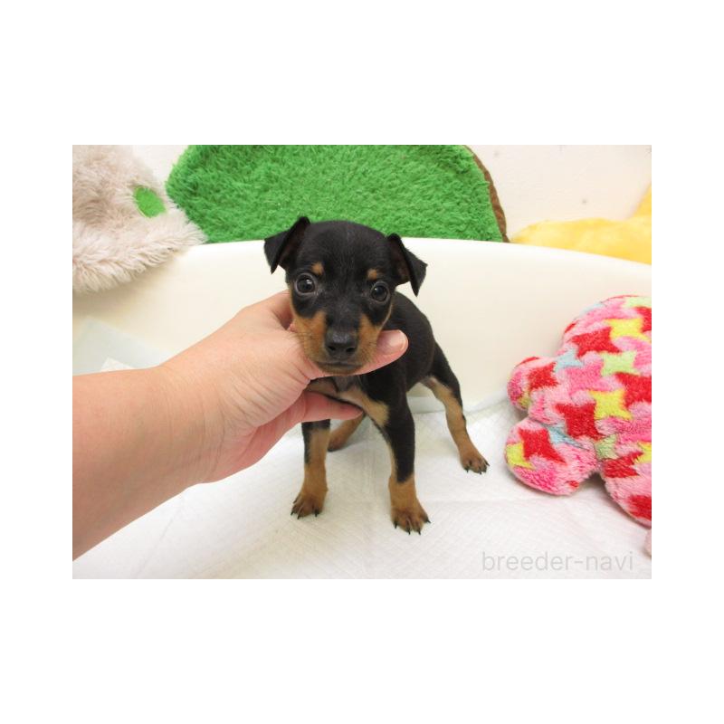 販売中の大阪府のミニチュアピンシャー(ミニピン)-427002