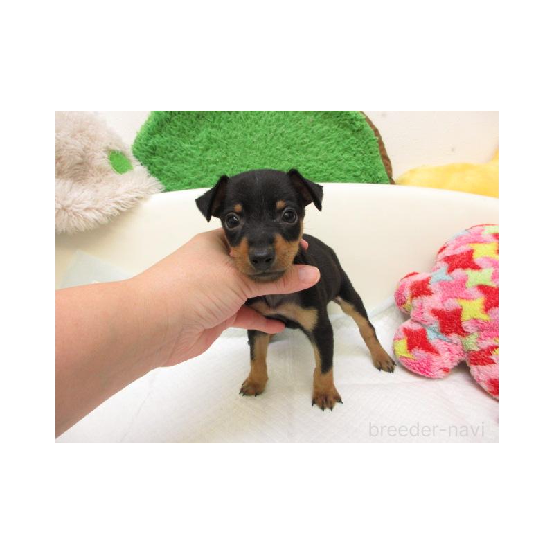 販売中の大阪府のミニチュアピンシャー(ミニピン)-427002の2枚目