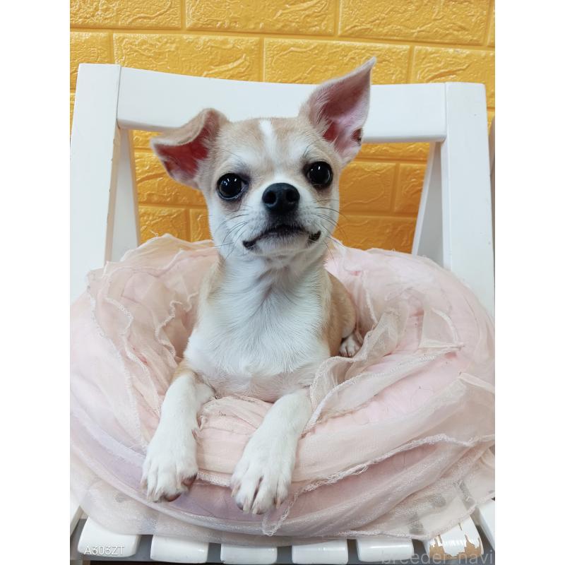 成約済の千葉県のチワワ(スムースコート)-393642の4枚目