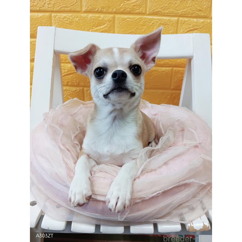 成約済の千葉県のチワワ(スムースコート)-393642の3枚目