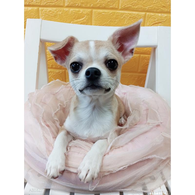 成約済の千葉県のチワワ(スムースコート)-393642の2枚目