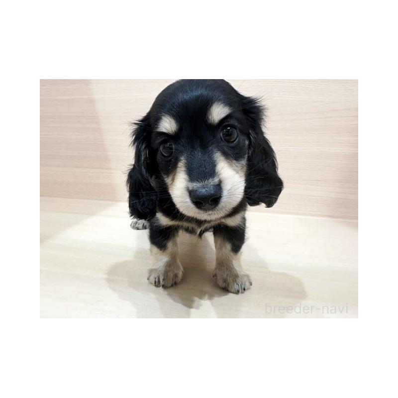 販売中の東京都のカニンヘンダックスフンド(ロングヘアード)-427003の1枚目