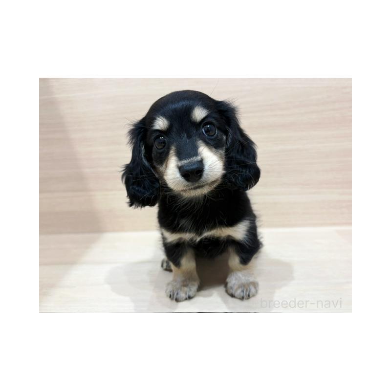 販売中の東京都のカニンヘンダックスフンド(ロングヘアード)-427003の4枚目