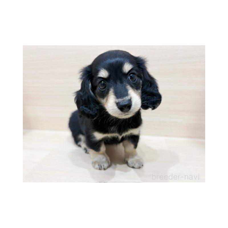 販売中の東京都のカニンヘンダックスフンド(ロングヘアード)-427003の3枚目