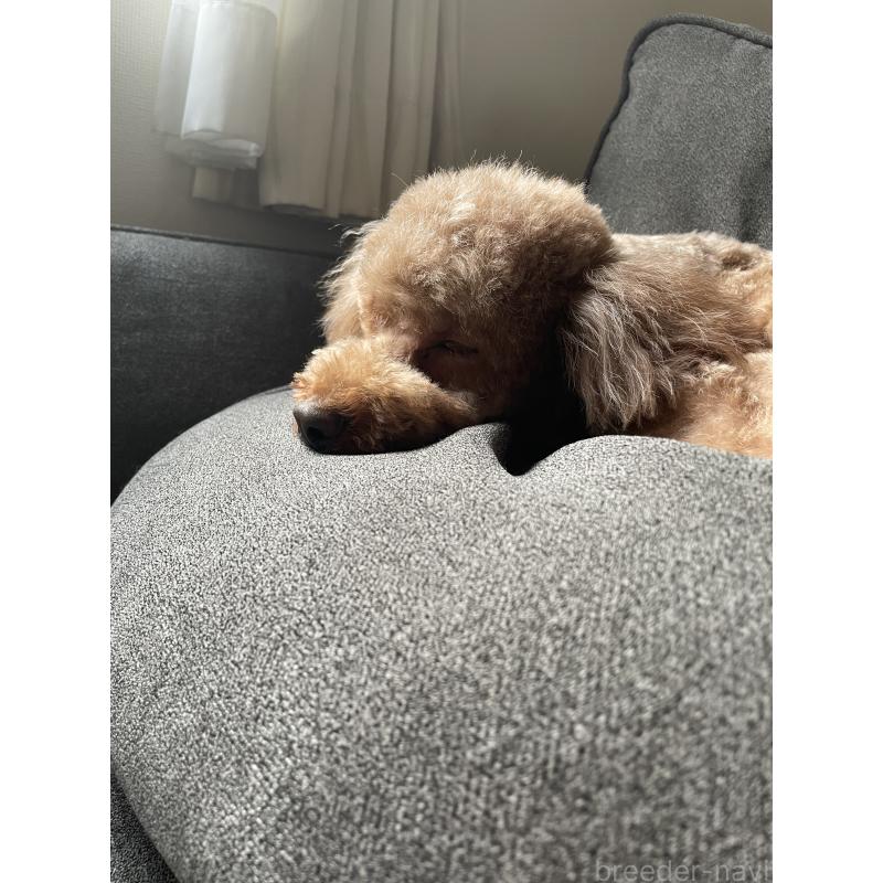 ねねちゃんちゃん1枚目