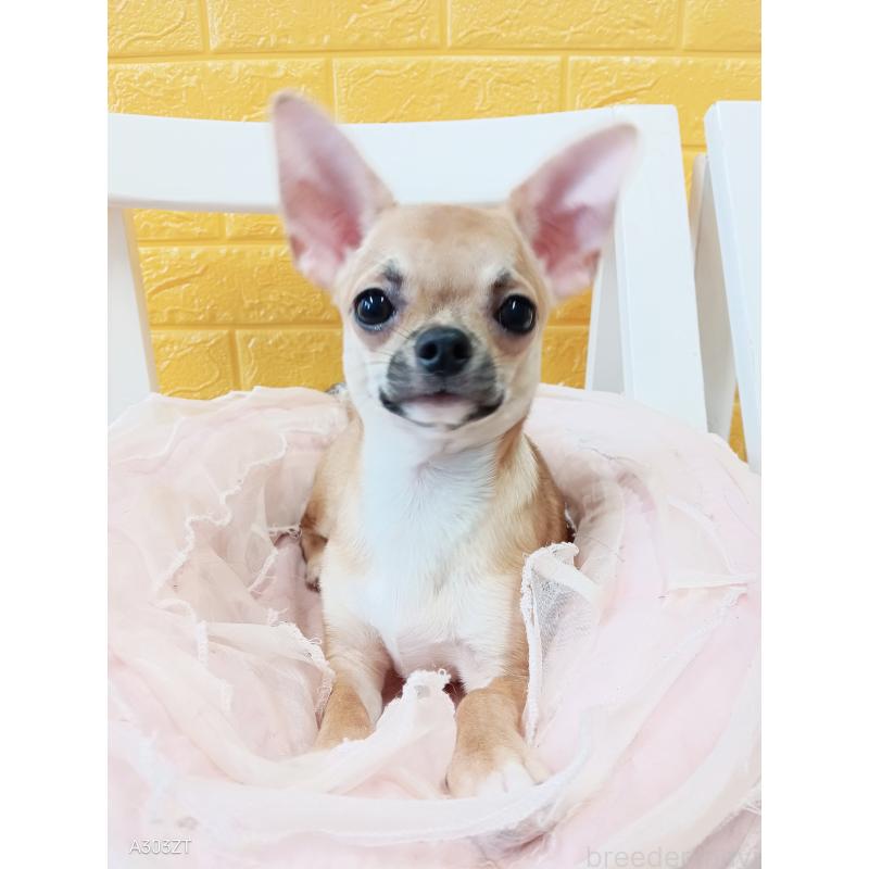 販売中の千葉県のチワワ(スムースコート)-393645の36枚目