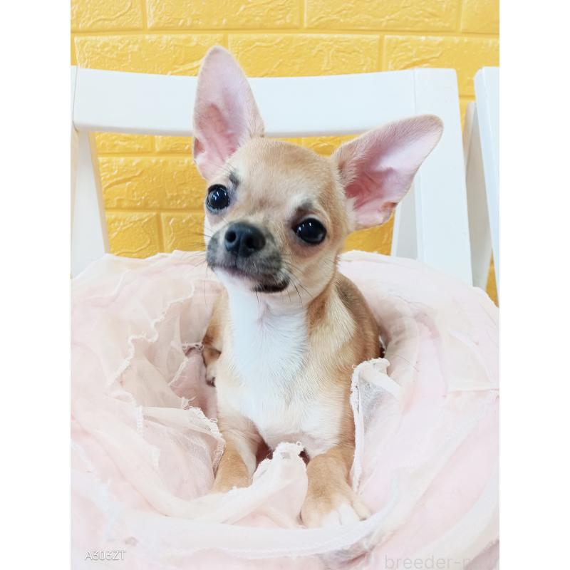 販売中の千葉県のチワワ(スムースコート)-393645の35枚目