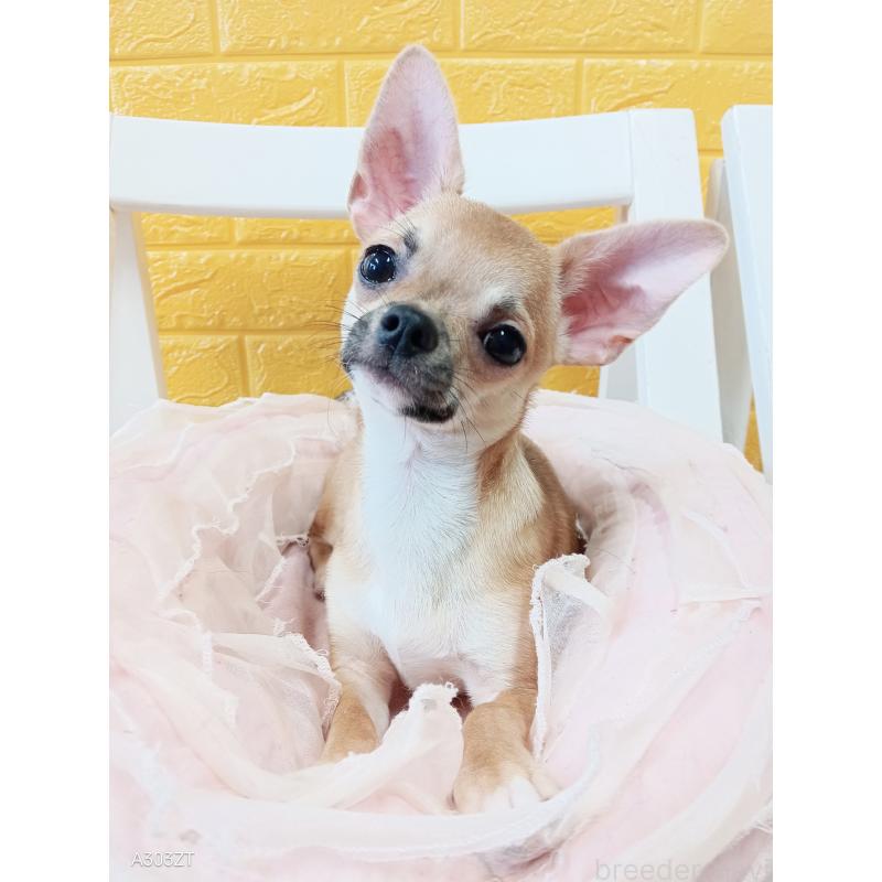 販売中の千葉県のチワワ(スムースコート)-393645の34枚目