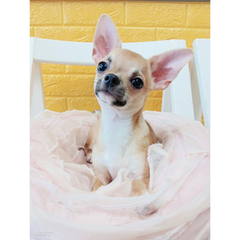 販売中の千葉県のチワワ(スムースコート)-393645の33枚目