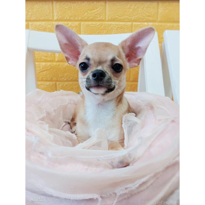 販売中の千葉県のチワワ(スムースコート)-393645の32枚目