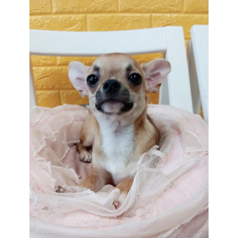 販売中の千葉県のチワワ(スムースコート)-393645の31枚目