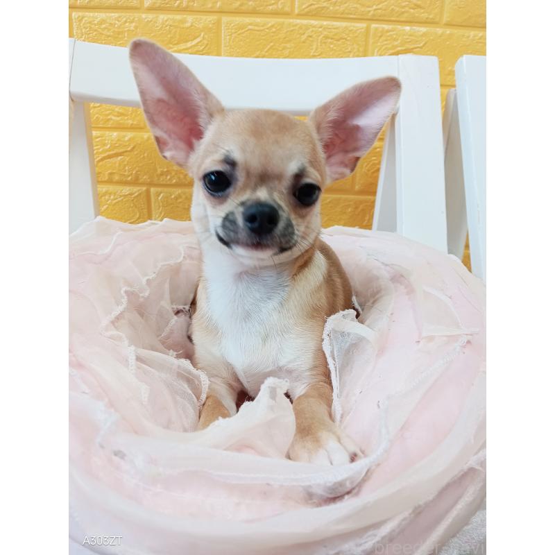 販売中の千葉県のチワワ(スムースコート)-393645の30枚目