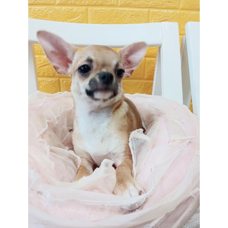 販売中の千葉県のチワワ(スムースコート)-393645の29枚目