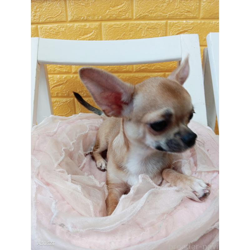 販売中の千葉県のチワワ(スムースコート)-393645の28枚目