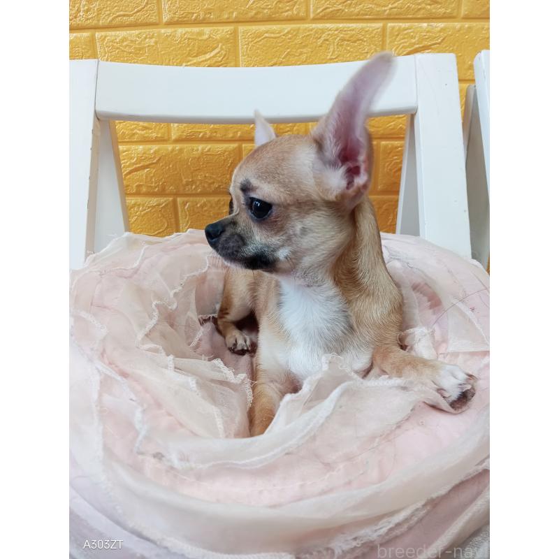 販売中の千葉県のチワワ(スムースコート)-393645の27枚目