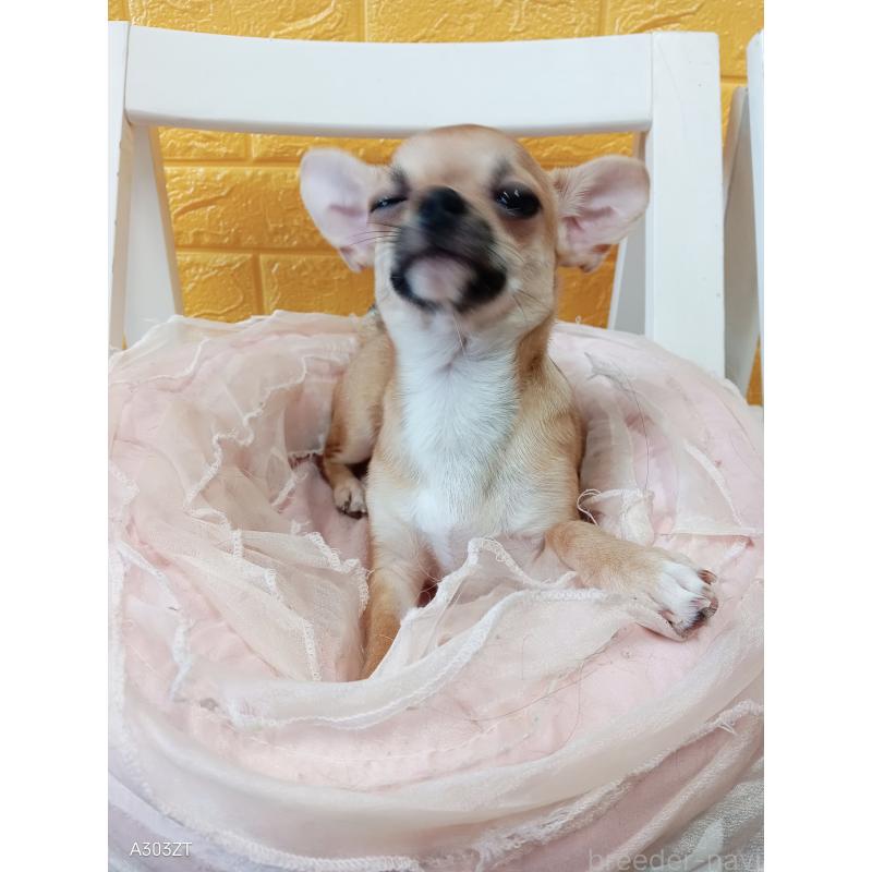 販売中の千葉県のチワワ(スムースコート)-393645の26枚目