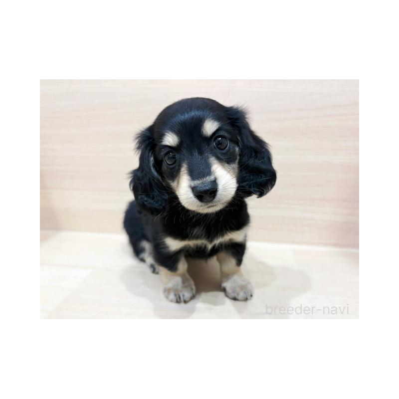 販売中の東京都のカニンヘンダックスフンド(ロングヘアード)-427003の2枚目