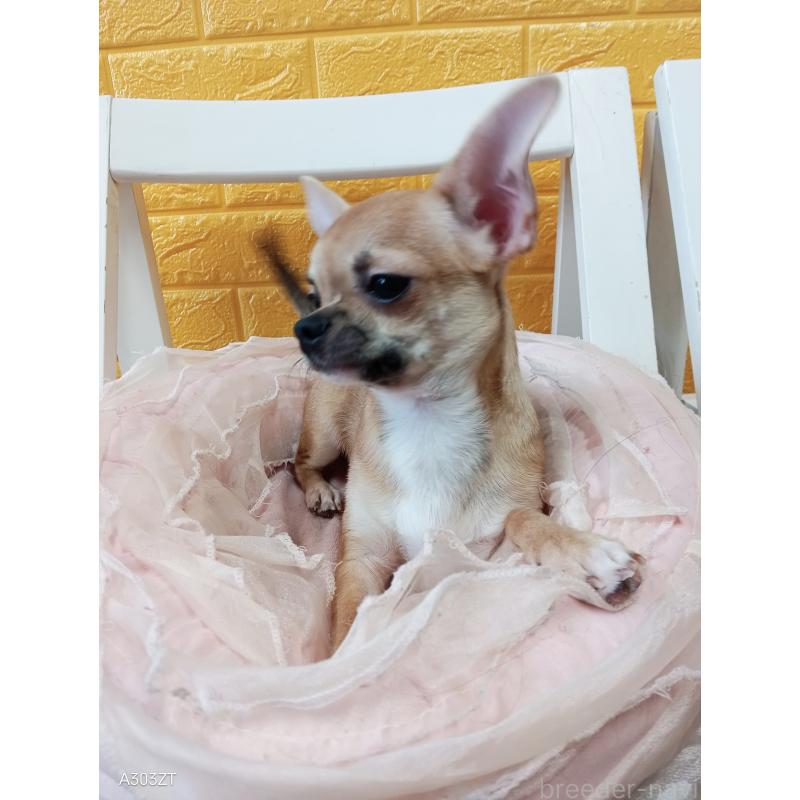 販売中の千葉県のチワワ(スムースコート)-393645の24枚目