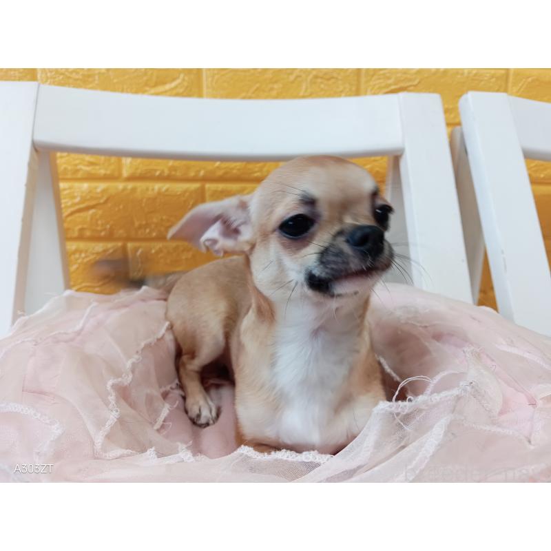 販売中の千葉県のチワワ(スムースコート)-393645の23枚目