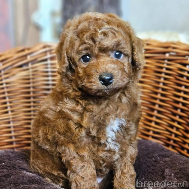 販売中の岐阜県のトイプードル-427004の5枚目