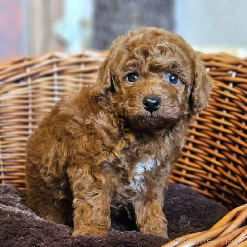 販売中の岐阜県のトイプードル-427004の4枚目