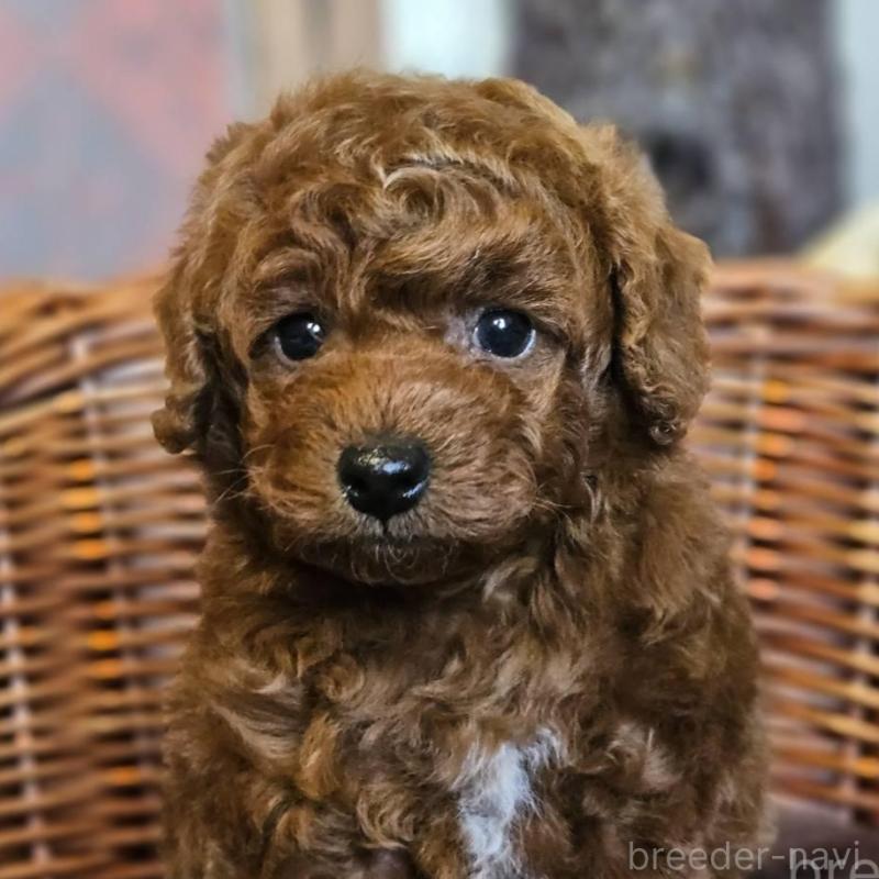 販売中の岐阜県のトイプードル-427004の1枚目