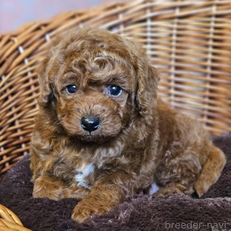 販売中の岐阜県のトイプードル-427004の3枚目