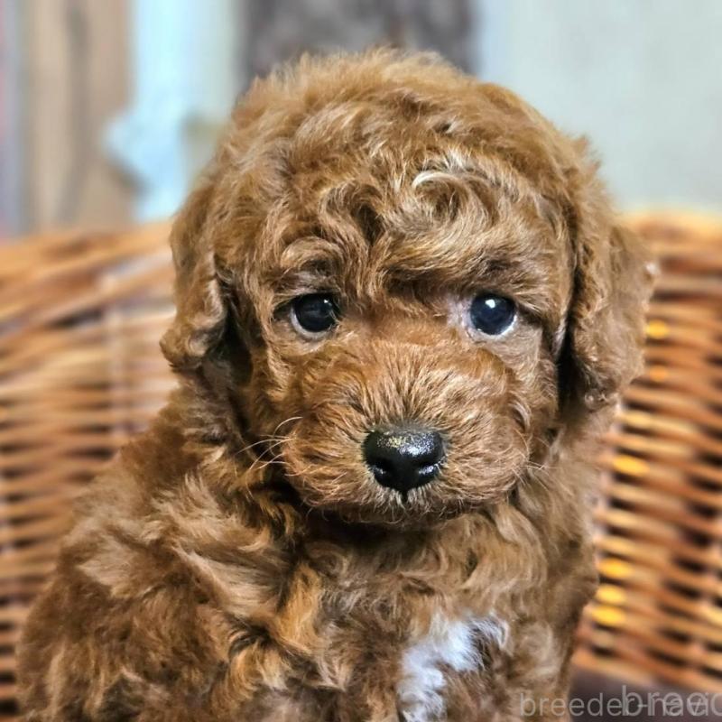 販売中の岐阜県のトイプードル-427004の2枚目