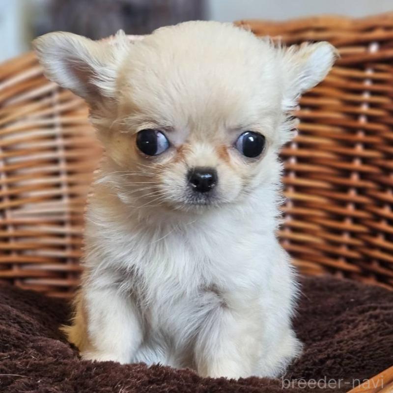 販売中の岐阜県のチワワ(ロングコート)-427006の5枚目