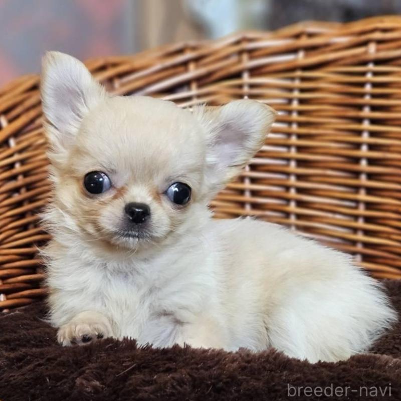 販売中の岐阜県のチワワ(ロングコート)-427006の4枚目