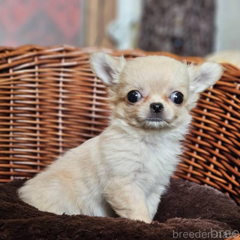 販売中の岐阜県のチワワ(ロングコート)-427006の3枚目