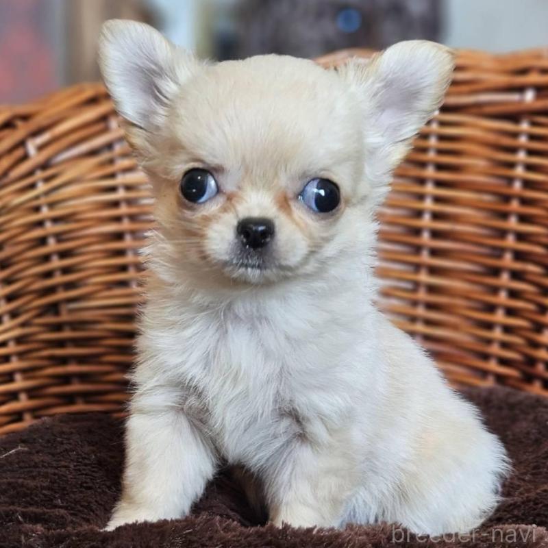 販売中の岐阜県のチワワ(ロングコート)-427006の2枚目