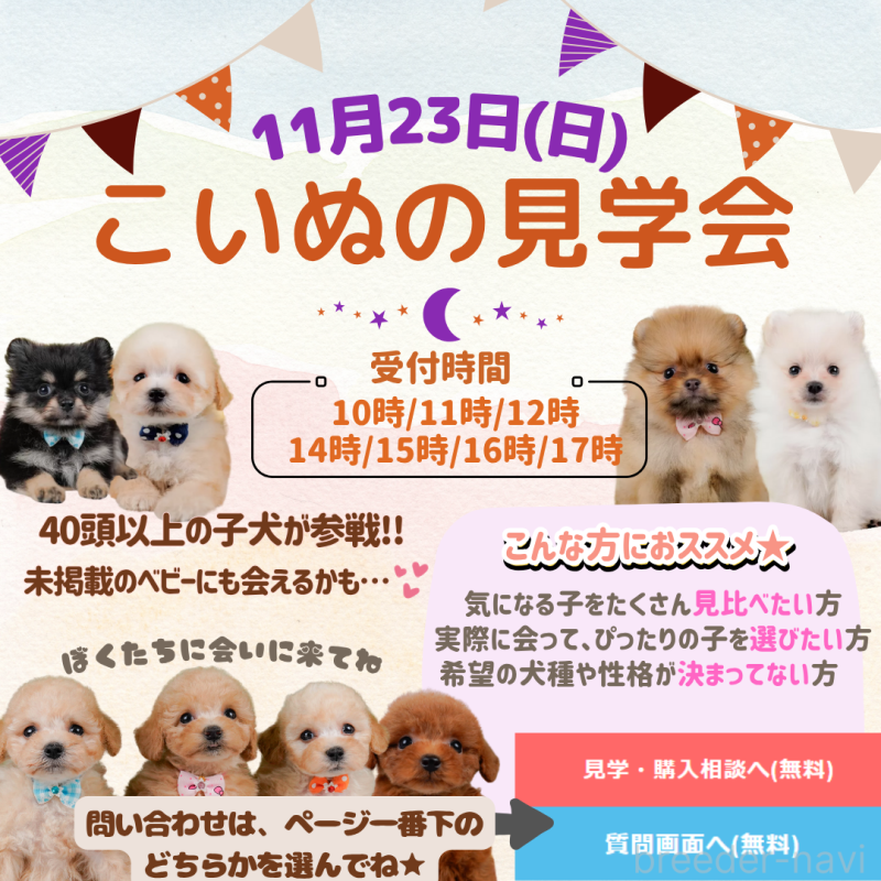 成約済の神奈川県のチワワ(ロングコート)-421328の3枚目