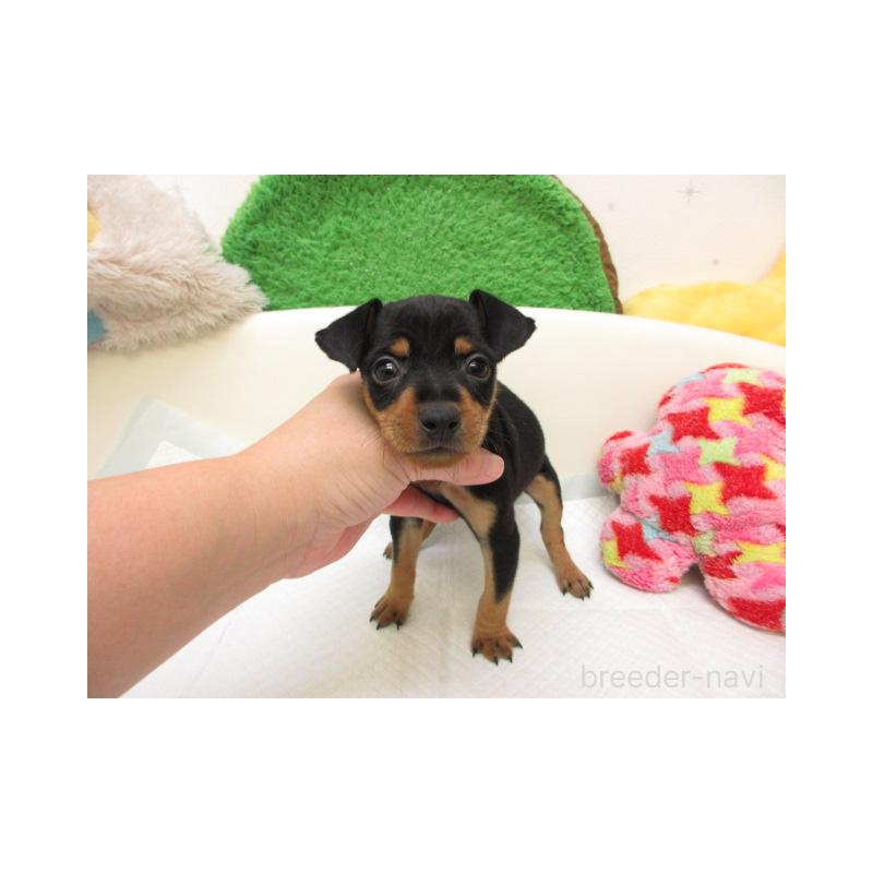 販売中の大阪府のミニチュアピンシャー(ミニピン)-427007の2枚目