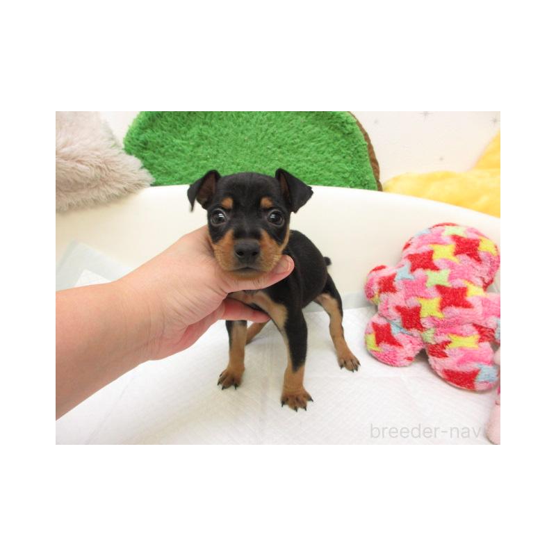 販売中の大阪府のミニチュアピンシャー(ミニピン)-427007