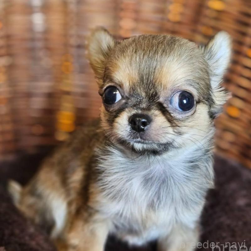 販売中の岐阜県のチワワ(ロングコート)-427008