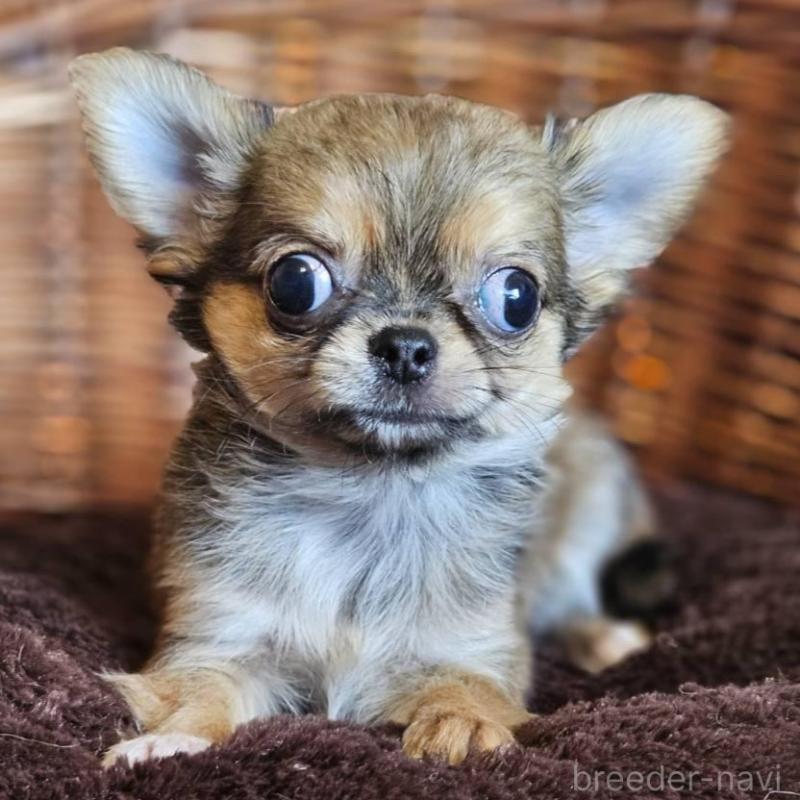 販売中の岐阜県のチワワ(ロングコート)-427008の5枚目