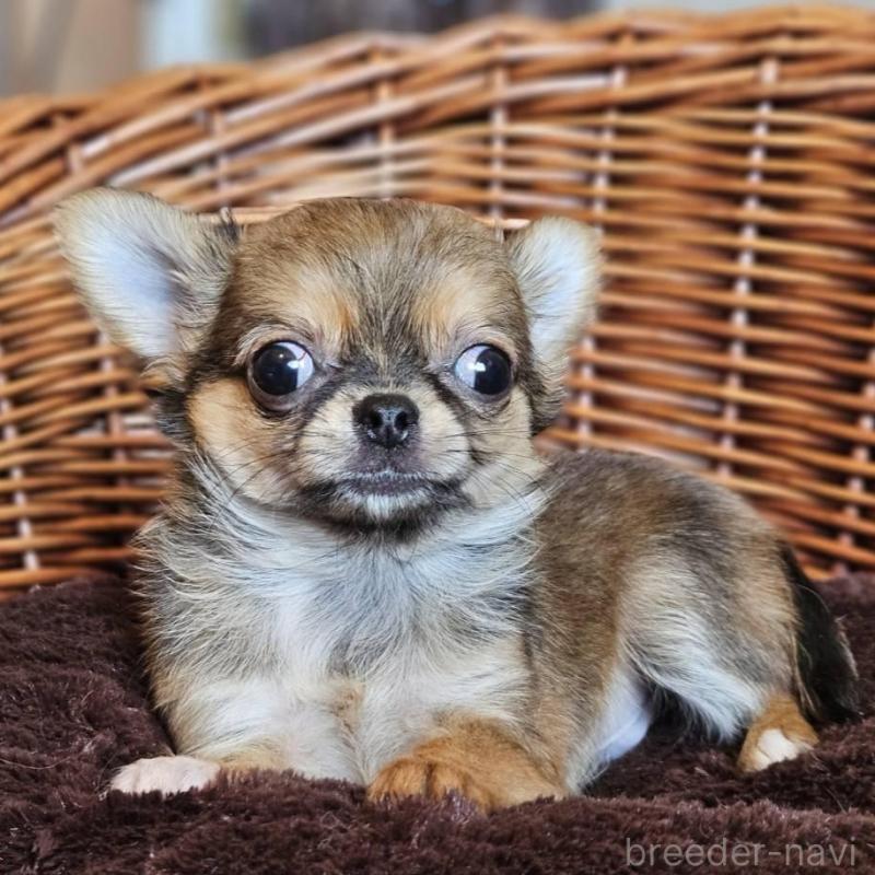 販売中の岐阜県のチワワ(ロングコート)-427008の4枚目