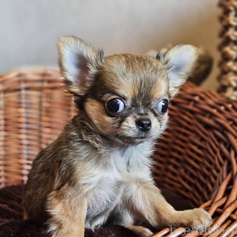 販売中の岐阜県のチワワ(ロングコート)-427008の3枚目