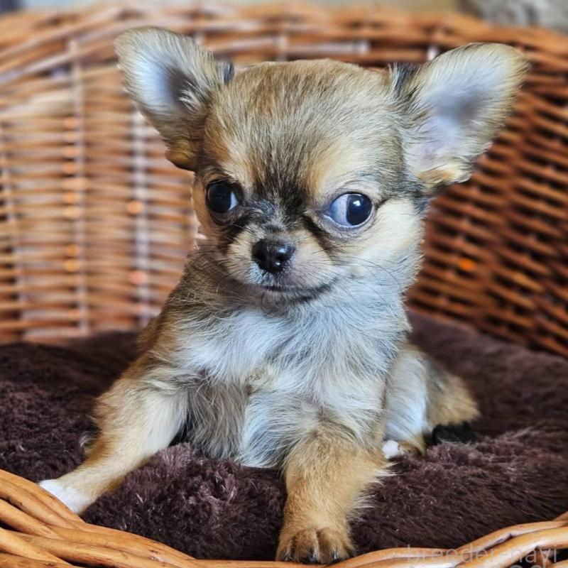 販売中の岐阜県のチワワ(ロングコート)-427008の2枚目