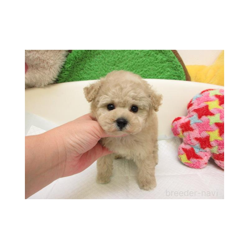 販売中の大阪府のトイプードル-427009の2枚目