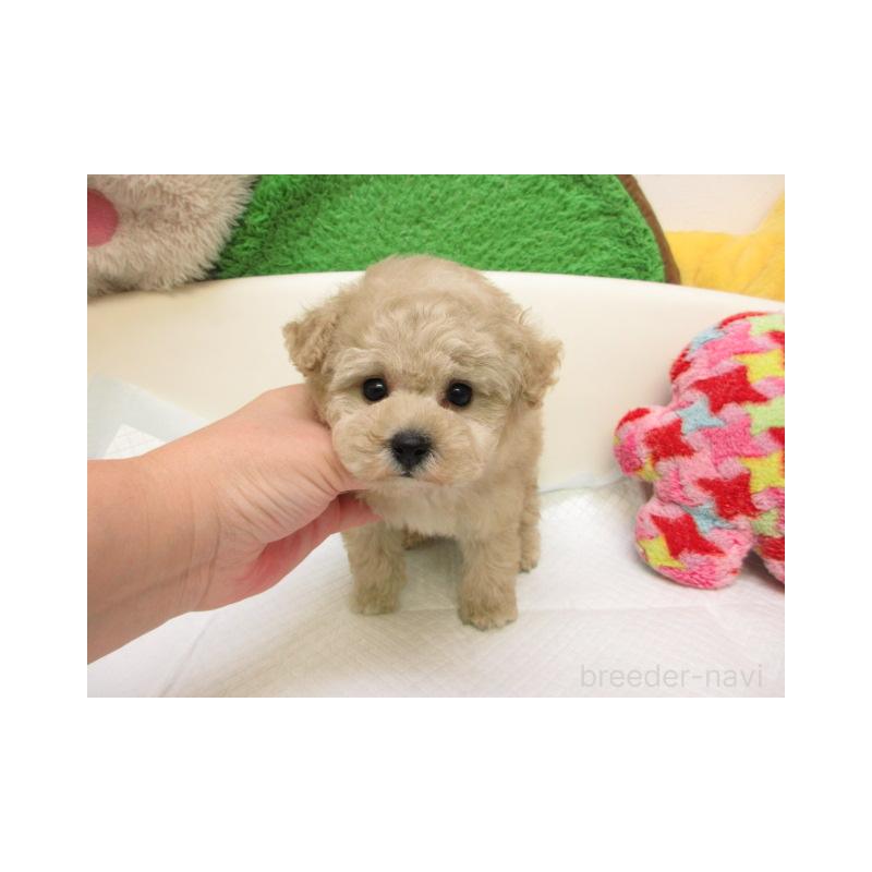 販売中の大阪府のトイプードル-427009